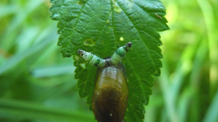 Snail with a parasitic flatworm. Photo by Prof. Helena Wesołowska.